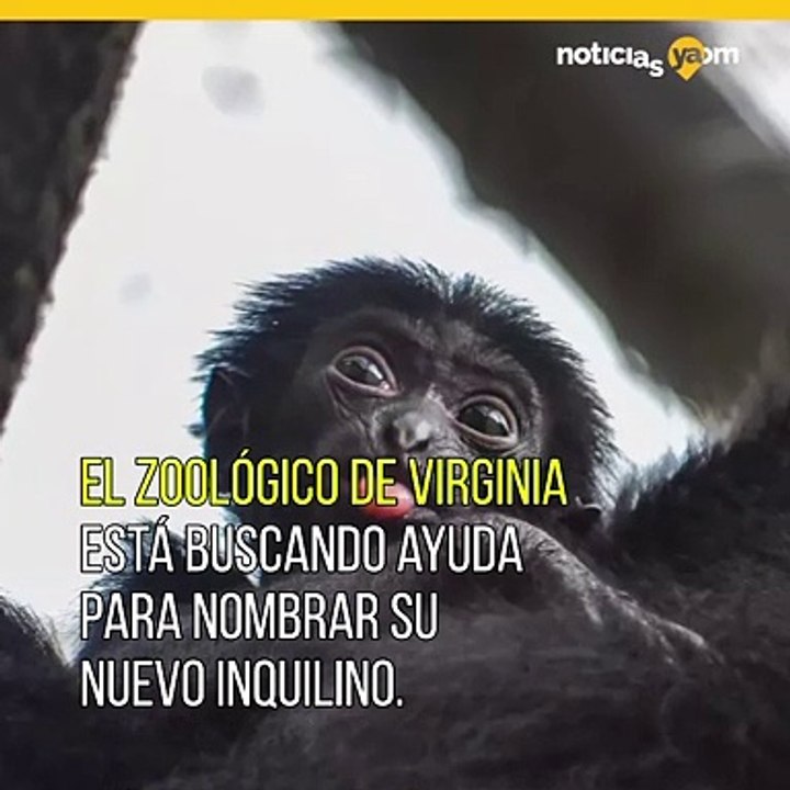 Zoológico tiene concurso para nombrar a su nuevo inquilino