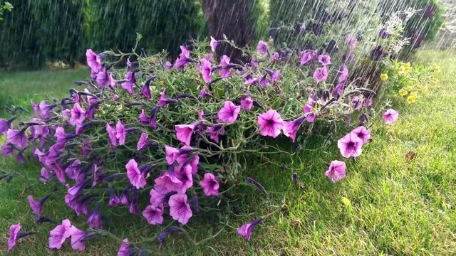 Rain Stock Footage | Copyright Free Rain Background | Nature Stock Videos | Romance Post BD