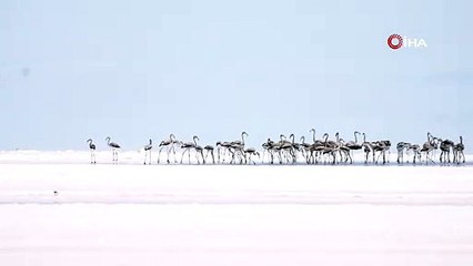 Bakan Kurum: 'Tuz Gölü'ne su taşıdık, flamingolara can suyu verdik'