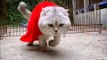 World Of Best Jumping Cat Videos _ Super Hero Cat Animal _ Animals Viral Jumping #shorts #animals