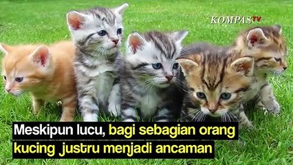 Tidak Sepenuhnya Benar, Ini 3 Pemahaman Keliru Tentang Kucing yang Sebaiknya Kamu Tahu