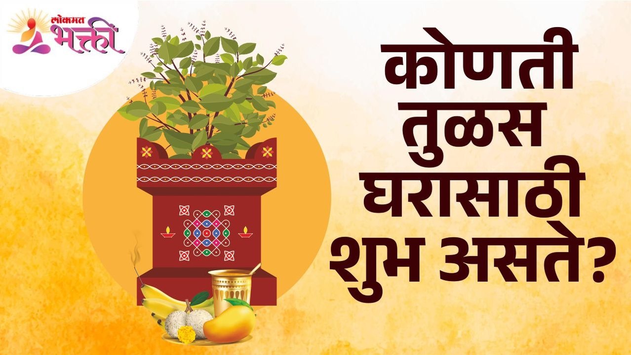 कोणती तुळस घरासाठी शुभ असते? Which Tulsi is good for home? Tulsi Plant | Tulsi Tree | Tulsi Benefits