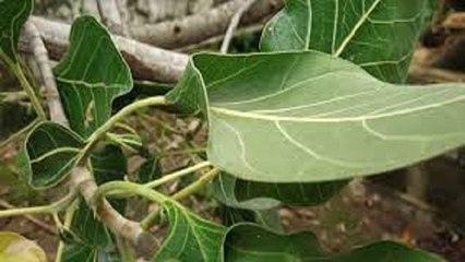 अलौकिक कृष्णवटः कान्हा ने छुपाया था माखन, भगवान के स्पर्श से आज भी कटोरी-चम्मच बनकर उगते हैं पत्ते