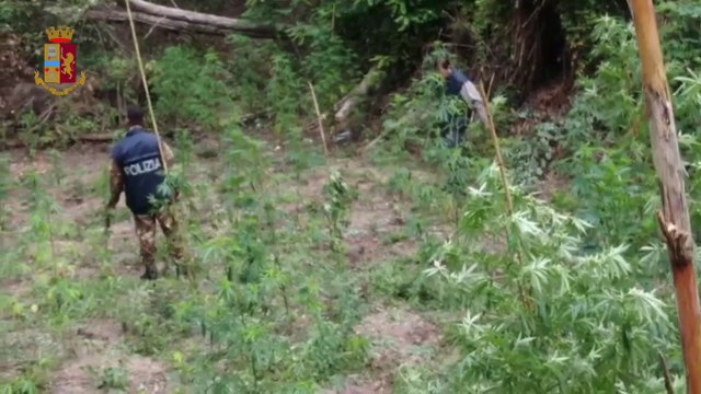 Sequestrati 700 chili di marijuana a Vibo Valentia, 3 arresti