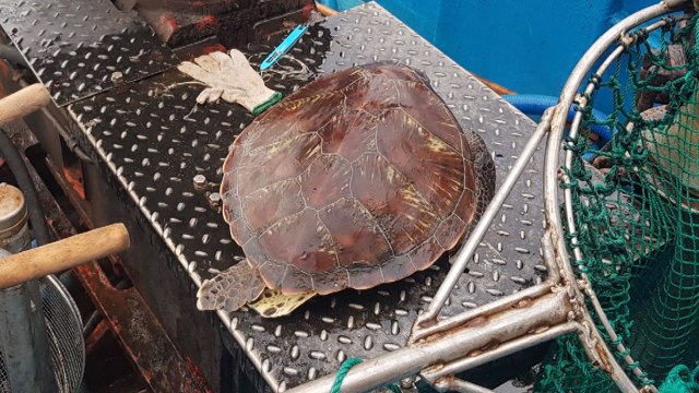 강원 고성 앞바다서 멸종위기종 푸른바다거북 죽은 채 발견 / YTN