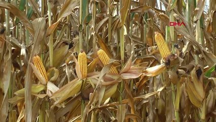 Adana haber! ÇUKUROVA'DA MISIR HASADI BAŞLADI