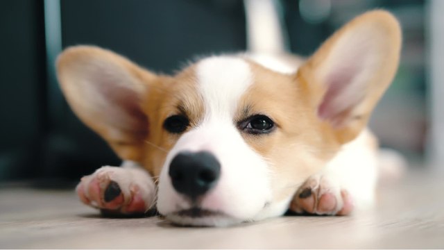 Your dog might be unwell but you don't see it. These are canine body language signs you shouldn’t ignore