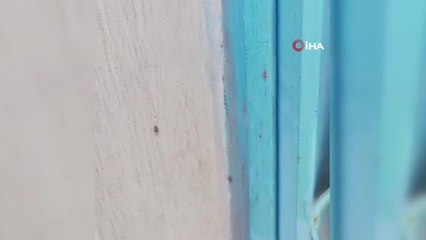 İstanbul'da bir bina kene istilasına uğradı