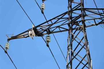 Yavru leylek, yuvasının bulunduğu elektrik direğinde telef oldu