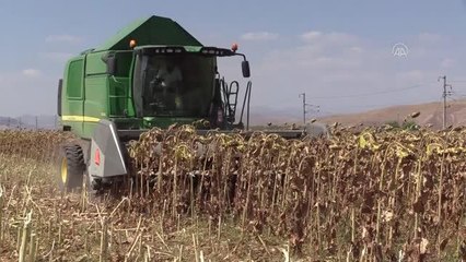 Malatya haber | Malatya'da bu sezon 6 bin ton çerezlik ayçiçeği yetiştirilecek