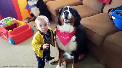 These Dogs Broke All Records