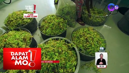 Bulaklak ng ylang-ylang, paano pinoproseso para maging mabangong langis? | Dapat Alam Mo!