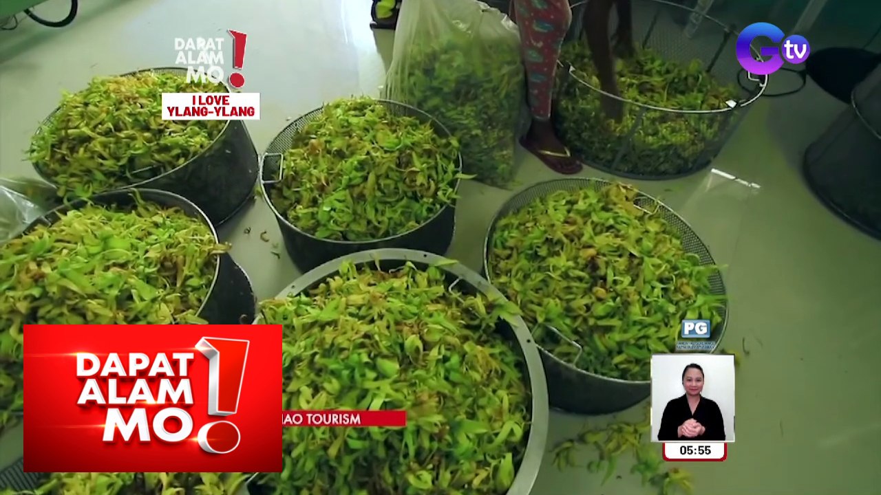 Bulaklak ng ylang-ylang, paano pinoproseso para maging mabangong langis? | Dapat Alam Mo!