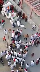 Wedding on streets interrupted by bull fight