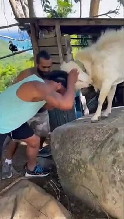 Man vs Goat