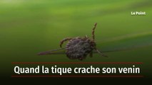 Quand la tique crache son venin