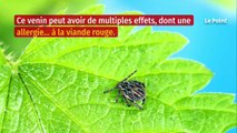 Quand la tique crache son venin