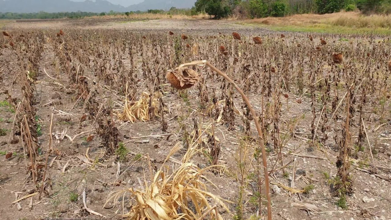 Retour des fortes chaleurs : le thermomètre pourrait atteindre les 40 degrés la semaine prochaine
