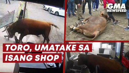 Toro, umatake sa isang shop sa Peru | GMA News Feed