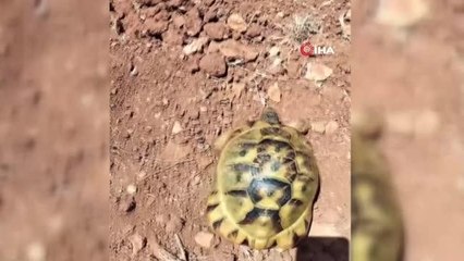 Sıcaktan bunalan kaplumbağa musluktan akan suyla böyle serinledi