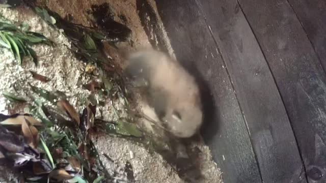 Nace en el Reino Unido un panda rojo en peligro de extinción