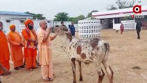 Uttar Pradesh CM Yogi Adityanath feeding cows at Gorakhnath Temple