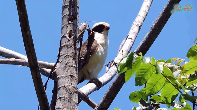 Top 5 Loài Chim Săn Khắc Tinh Loài Rắn – Chim Ăn Rắn