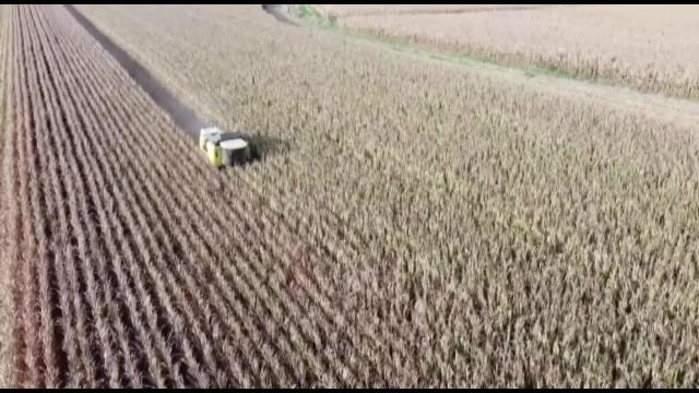 Osmaniye yerel haberi: Osmaniyeli Çiftçiden Mısır Taban Fiyatının Açıklanmamasına Şiirli Tepki