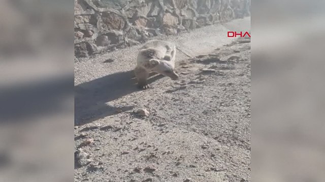 Ölü sandığı ayıyı kameraya almak isterken canından oluyordu