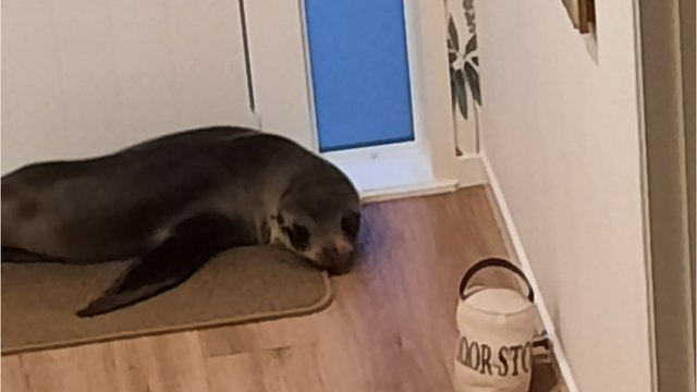 Nouvelle-Zélande : une otarie s'introduit par effraction dans une maison par la chatière !