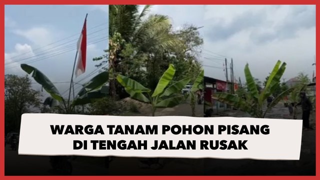 Viral Video Warga Tanam Pohon Pisang di Tengah Jalan Rusak yang Tak Kunjung Diperbaiki