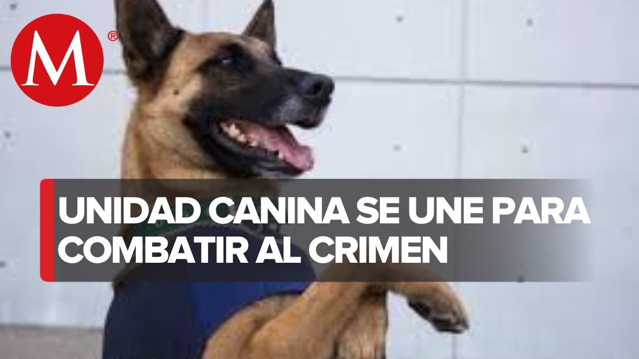 Se utilizan perros entrenados para buscar restos humanos en Guerrero