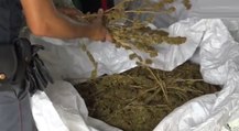 Tramatza (OR) - 5 quintali di marijuana in azienda agricola: arrestato 25enne (19.08.22)