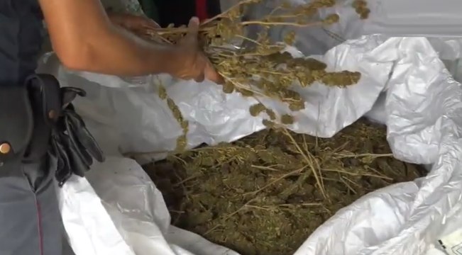 Tramatza (OR) - 5 quintali di marijuana in azienda agricola: arrestato 25enne (19.08.22)