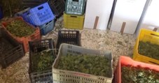 Ruvo di Puglia (19.08.22) - 900 chili di marijuana depositati in stalla abbandonata (19.08.22)