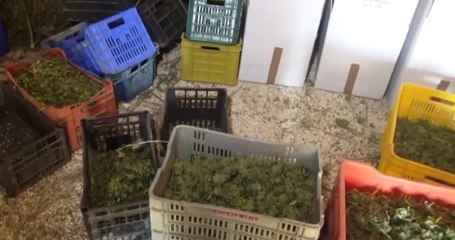 Ruvo di Puglia (19.08.22) - 900 chili di marijuana depositati in stalla abbandonata (19.08.22)