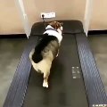 Koşu bandında spor yapan komik köpek