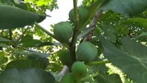 Bursa haberi! Mudanya'da Bursa siyah inciri hasadı başladı