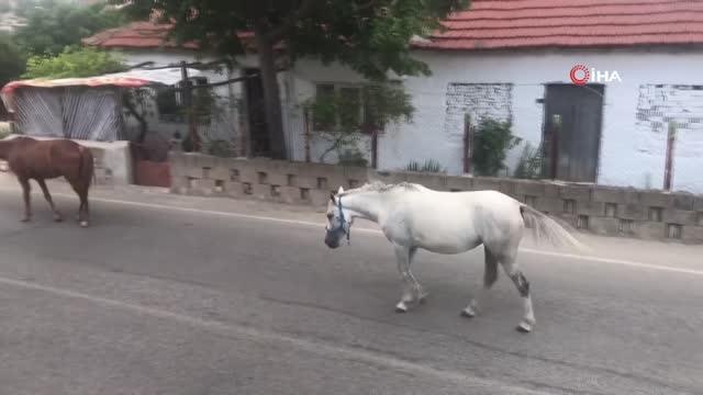 Başıboş atlar trafiği tehlikeye sokuyor