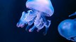 Jellifish swimming underwater - pretty ocean creatures