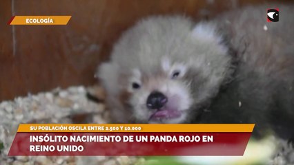 Insólito nacimiento de un Panda Rojo en Reino Unido