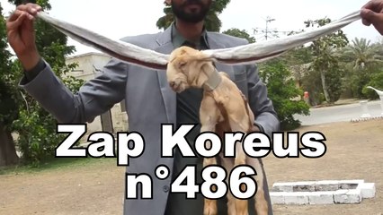 Zap Koreus n°486