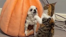 犬をガチギレさせるヌコ　Cats that really piss off dogs.　