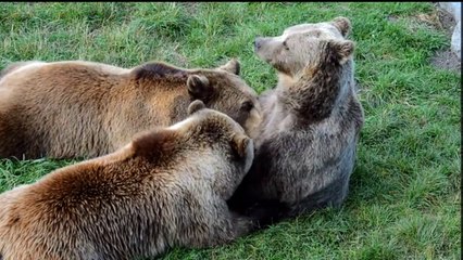 The Baltic Forest A Home for many Brown Bears