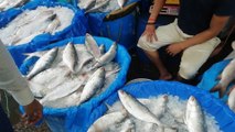 Wow! A Bangladeshi fish Market Tour || Karwanbazar Fish Market In Dhaka