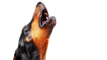 A twice-abandoned dog ‘accidentally’ gets his home back; watch him reunite with his long-lost dad (VIDEO)