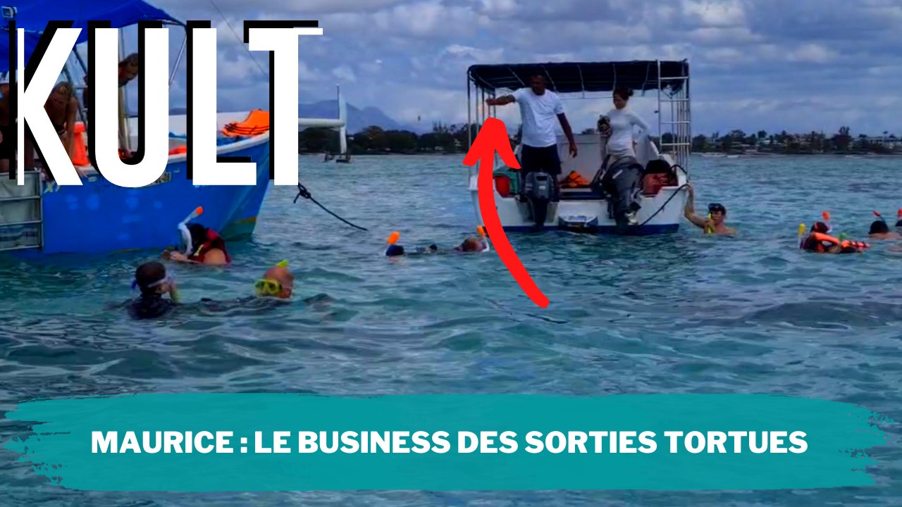 Maurice : Le business des sorties tortues