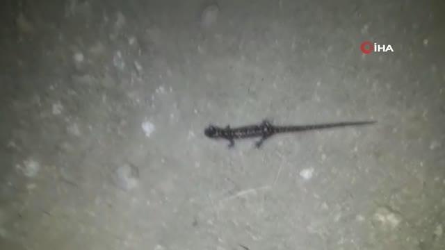 Gümüşhane haberleri | Nesli tükenmekte olan 'Kafkas semenderi' Gümüşhane'de böyle görüntülendi