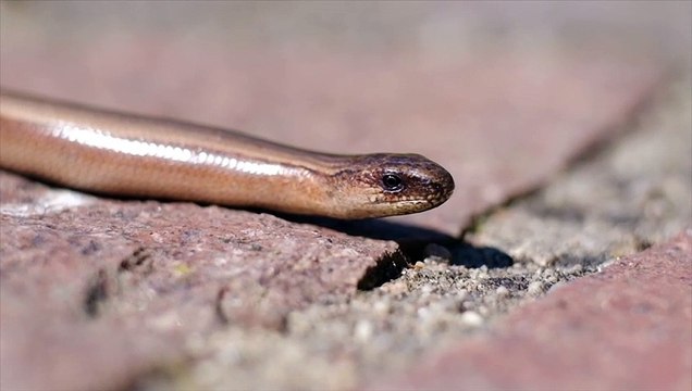 Africa’s Most Venomous Snakes The Venomous