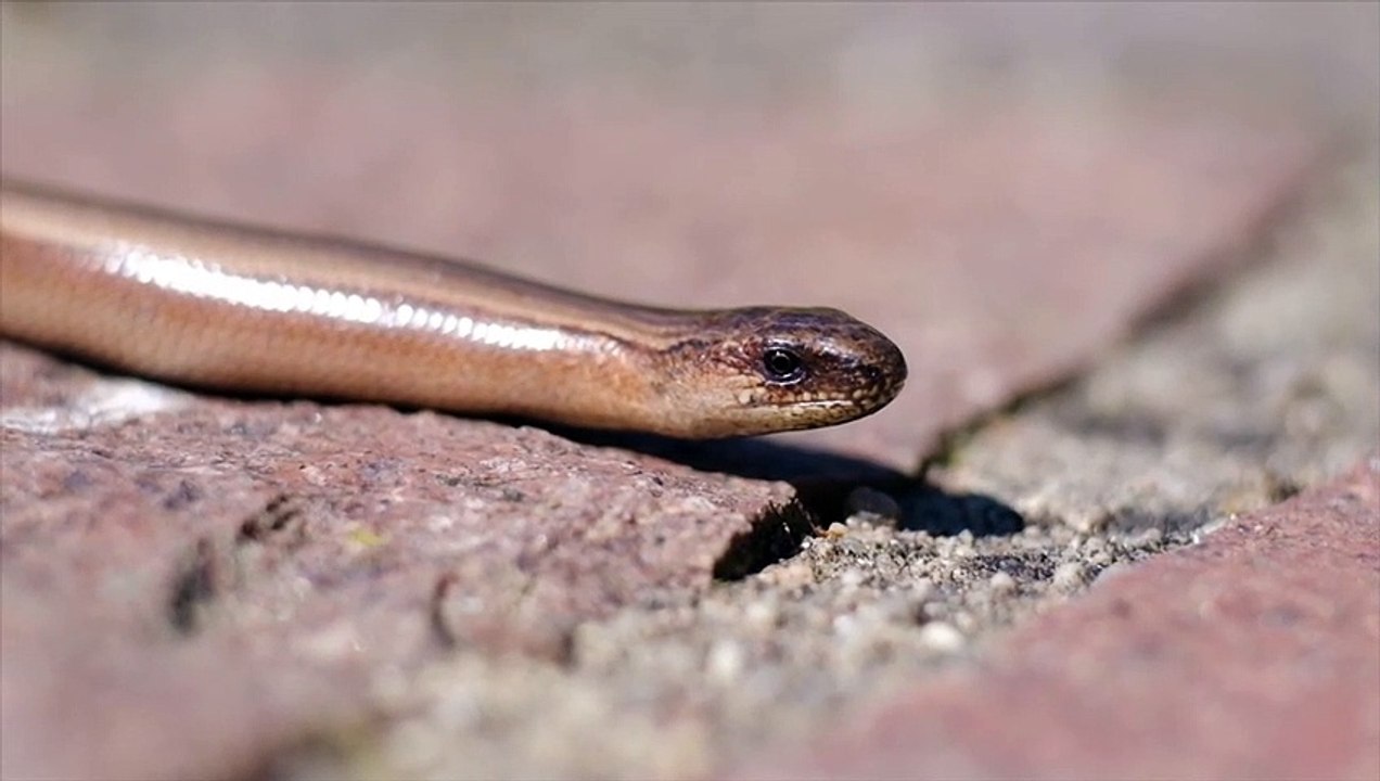 Africa’s Most Venomous Snakes The Venomous